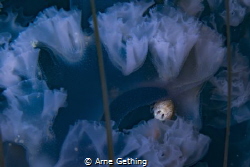 ~ Alien Predator ~
A parasitic Amphipod in the frills of... by Arne Gething 